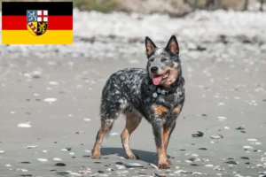 Read more about the article Australian Cattle Dog breeders and puppies in Saarland