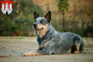 Read more about the article Australian Cattle Dog breeders and puppies in Salzburg