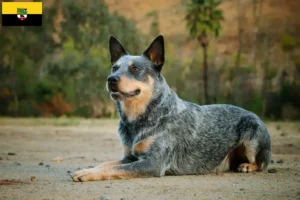Read more about the article Australian Cattle Dog breeders and puppies in Saxony-Anhalt