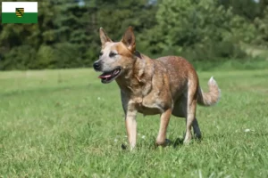 Read more about the article Australian Cattle Dog breeders and puppies in Saxony