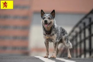 Read more about the article Australian Cattle Dog breeders and puppies in South Holland