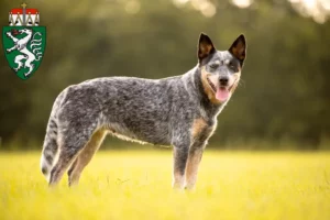 Read more about the article Australian Cattle Dog breeders and puppies in Styria
