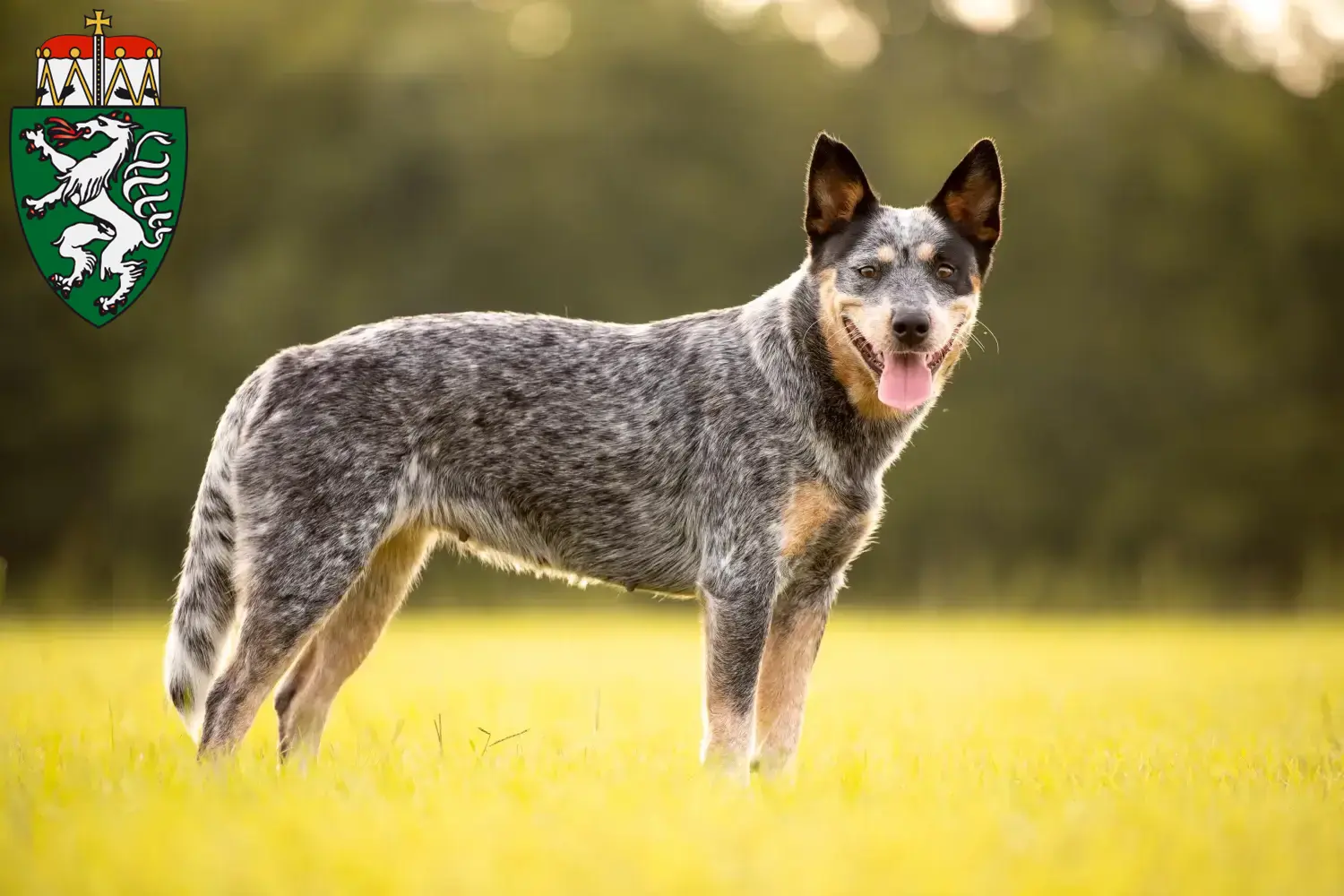 Read more about the article Australian Cattle Dog breeders and puppies in Styria