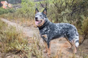 Read more about the article Australian Cattle Dog breeders and puppies in Syddanmark