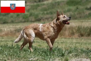 Read more about the article Australian Cattle Dog breeders and puppies in Thuringia