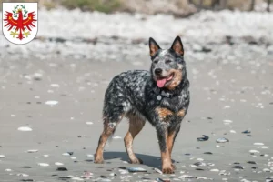 Read more about the article Australian Cattle Dog breeders and puppies in Tyrol