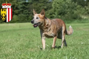 Read more about the article Australian Cattle Dog breeders and puppies in Upper Austria