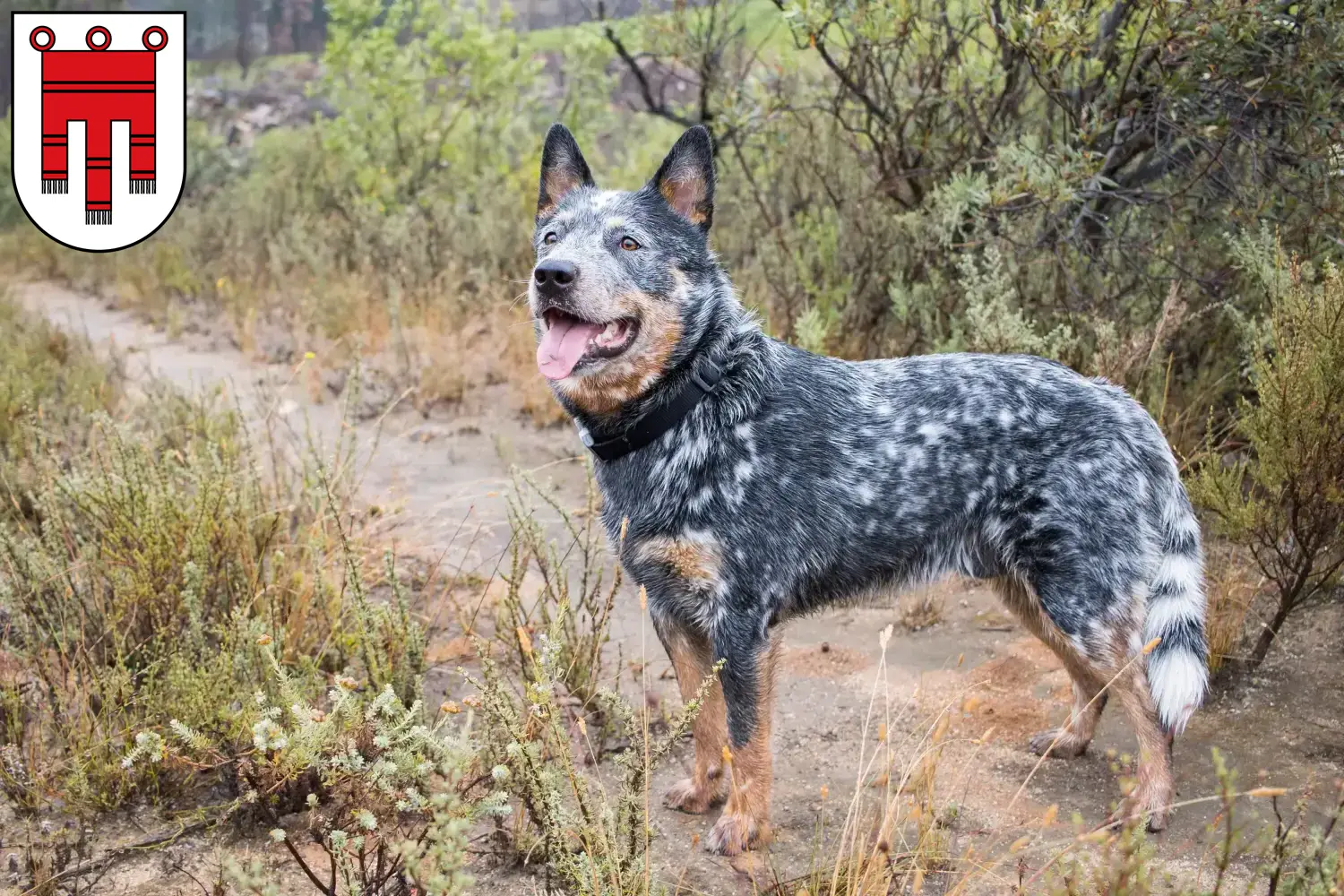 Read more about the article Australian Cattle Dog breeders and puppies in Vorarlberg
