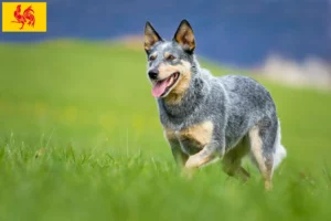 Read more about the article Australian Cattle Dog breeders and puppies in Walloon Region