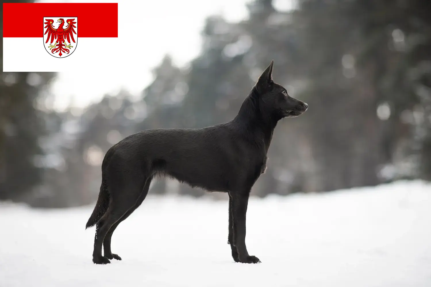 Read more about the article Australian Kelpie breeders and puppies in Brandenburg