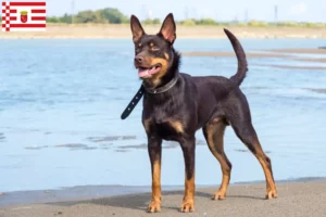 Read more about the article Australian Kelpie breeder and puppies in Bremen