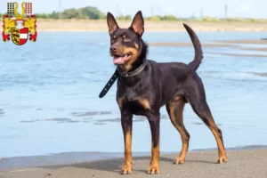Read more about the article Australian Kelpie breeders and puppies in Carinthia