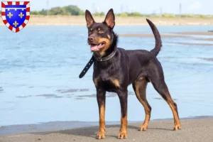 Read more about the article Australian Kelpie breeders and puppies in Centre-Val de Loire