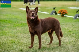 Read more about the article Australian Kelpie breeders and puppies in Flevoland