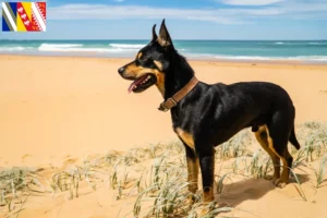Read more about the article Australian Kelpie breeders and puppies in Grand Est