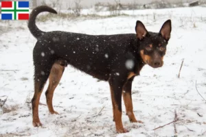 Read more about the article Australian Kelpie breeder and puppies in Groningen