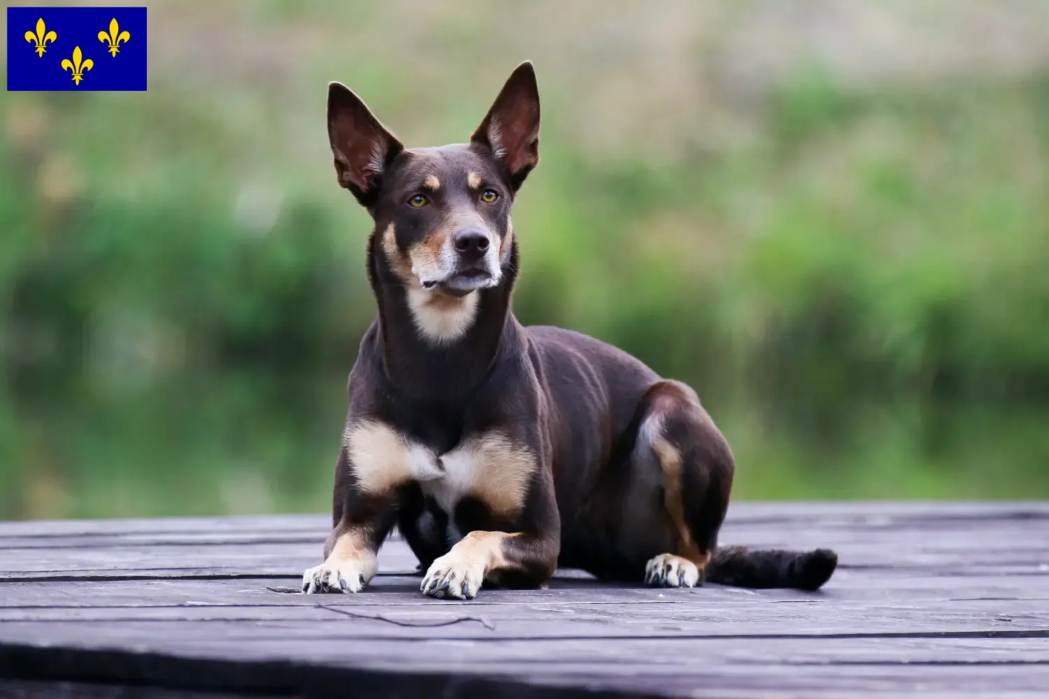 Read more about the article Australian Kelpie breeders and puppies in Île-de-France