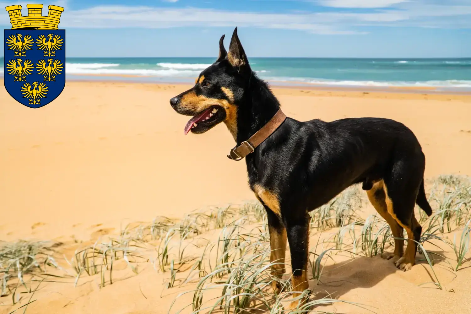 Read more about the article Australian Kelpie breeders and puppies in Lower Austria