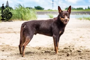 Read more about the article Australian Kelpie breeders and puppies in New Caledonia
