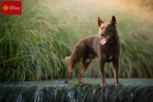 Read more about the article Australian Kelpie breeders and puppies in Occitania