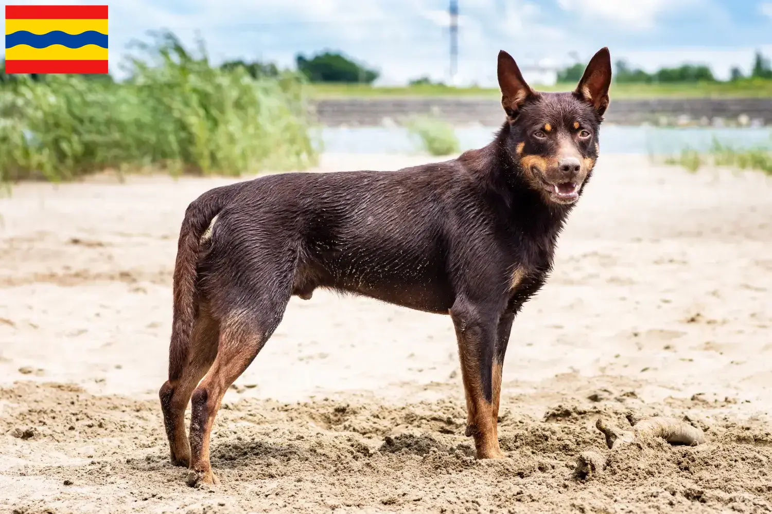 Read more about the article Australian Kelpie breeders and puppies in Overijssel