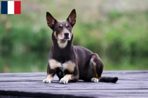 Read more about the article Australian Kelpie breeders and puppies in Réunion