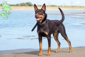 Read more about the article Australian Kelpie breeders and puppies in Sjælland