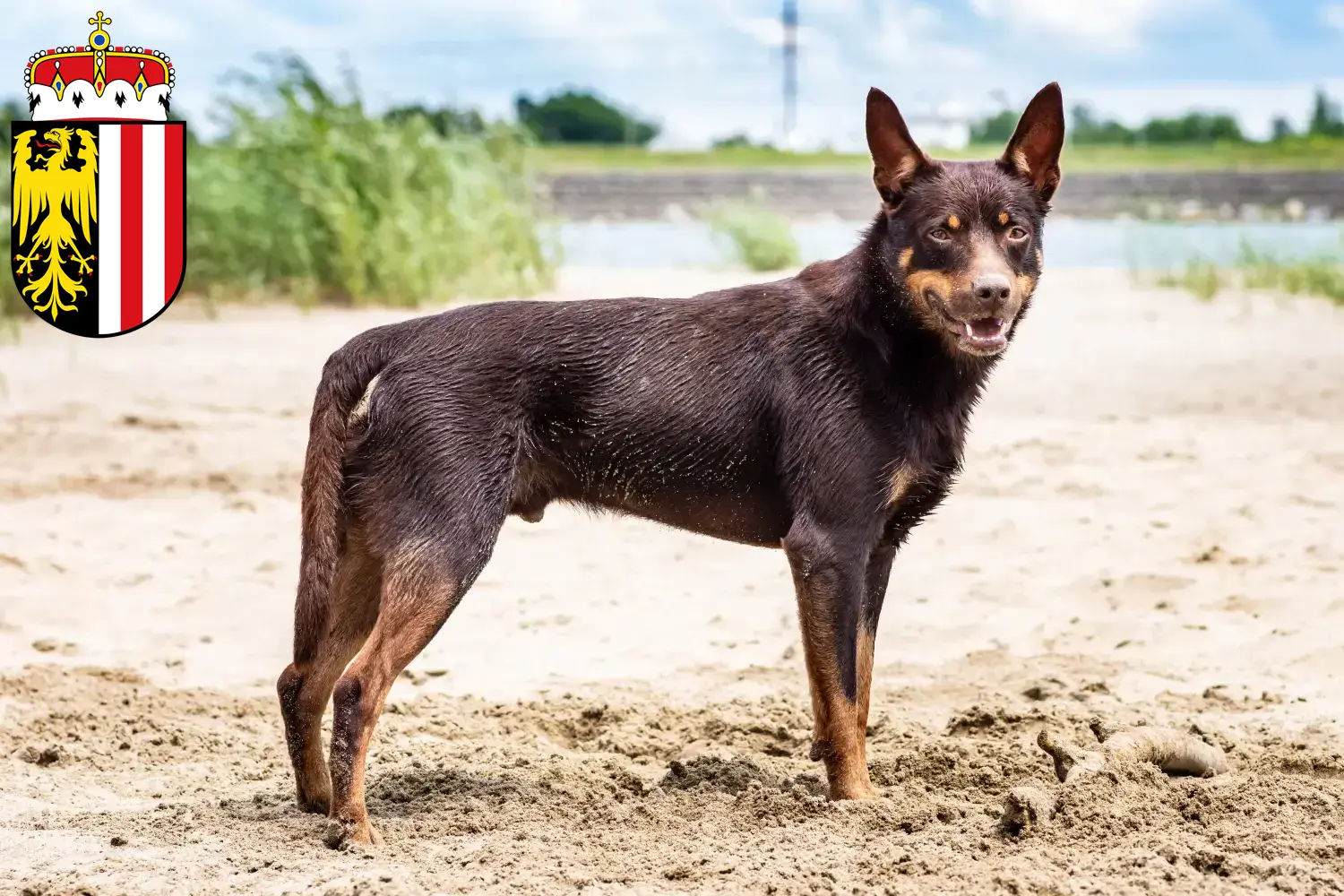 Read more about the article Australian Kelpie breeders and puppies in Upper Austria