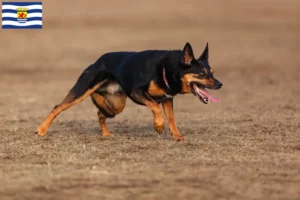 Read more about the article Australian Kelpie breeders and puppies in Zeeland