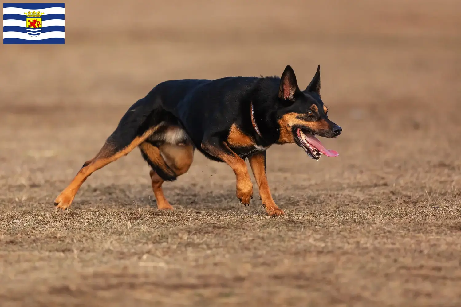 Read more about the article Australian Kelpie breeders and puppies in Zeeland