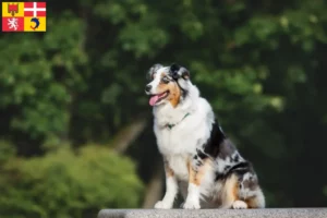 Read more about the article Australian Shepherd breeders and puppies in Auvergne-Rhône-Alpes