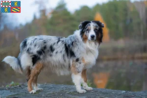 Read more about the article Australian Shepherd breeders and puppies in Bourgogne-Franche-Comté