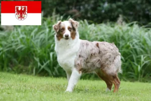 Read more about the article Australian Shepherd breeders and puppies in Brandenburg