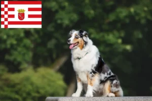 Read more about the article Australian Shepherd breeders and puppies in Bremen