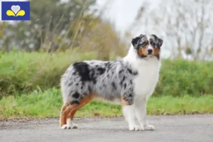 Read more about the article Australian Shepherd breeders and puppies in the Brussels-Capital Region