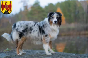 Read more about the article Australian Shepherd breeders and puppies in Burgenland
