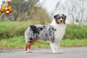 Read more about the article Australian Shepherd breeders and puppies in Carinthia