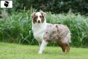 Read more about the article Australian Shepherd breeders and puppies in Corsica
