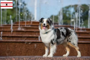 Read more about the article Australian Shepherd breeders and puppies in Drenthe