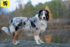 Read more about the article Australian Shepherd breeders and puppies in Flanders
