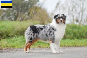 Read more about the article Australian Shepherd breeders and puppies in Gelderland