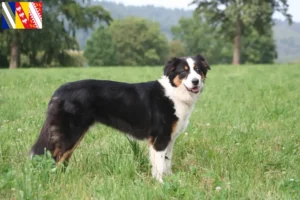 Read more about the article Australian Shepherd breeders and puppies in Grand Est