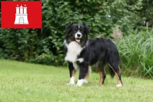 Read more about the article Australian Shepherd breeders and puppies in Hamburg