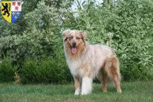 Read more about the article Australian Shepherd breeders and puppies in Hauts-de-France