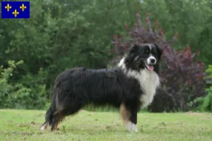 Read more about the article Australian Shepherd breeders and puppies in Île-de-France