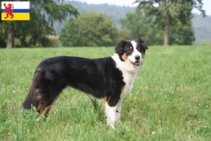 Read more about the article Australian Shepherd breeders and puppies in Limburg