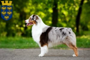 Read more about the article Australian Shepherd breeders and puppies in Lower Austria