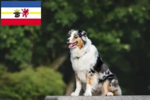 Read more about the article Australian Shepherd breeders and puppies in Mecklenburg-Vorpommern