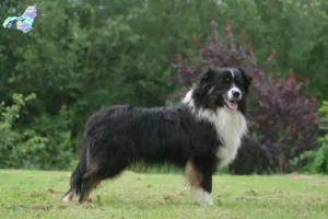 Read more about the article Australian Shepherd breeders and puppies in Nordjylland