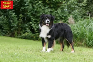 Read more about the article Australian Shepherd breeders and puppies in Normandy